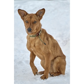 Собаки в добрые руки - Винки - 1