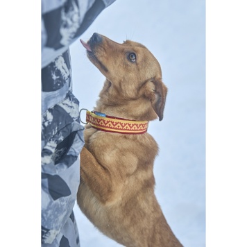 Собаки в добрые руки - Винки - 3