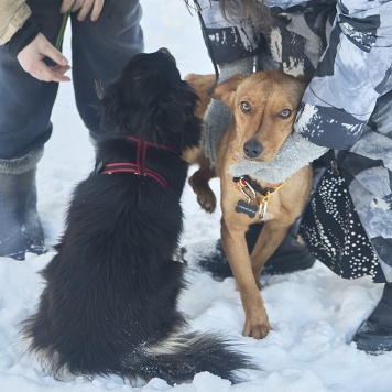 Собаки в добрые руки - Винки - 4