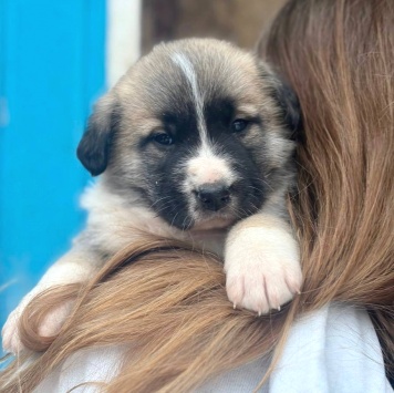 Бетховен - Собаки в добрые руки