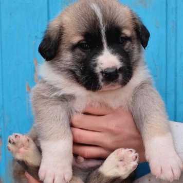 Собаки в добрые руки - Бетховен - 1