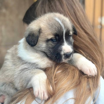 Собаки в добрые руки - Бетховен - 2