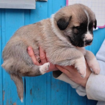 Собаки в добрые руки - Бетховен - 3