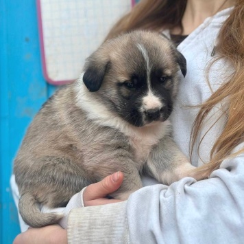 Собаки в добрые руки - Бетховен - 4