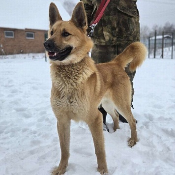 Собаки в добрые руки - Майор - 1