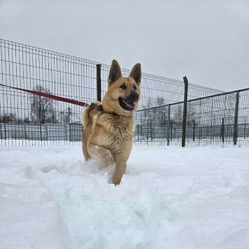 Собаки в добрые руки - Майор - 3