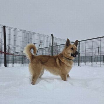 Собаки в добрые руки - Майор - 4