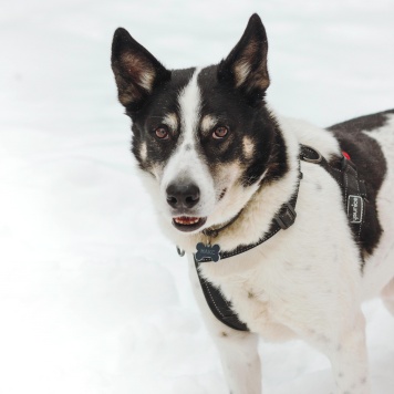 Собаки в добрые руки - Макс