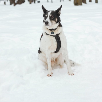 Собаки в добрые руки - Макс - 2