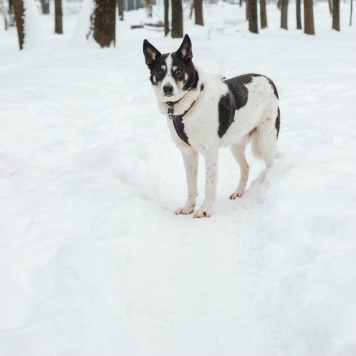 Собаки в добрые руки - Макс - 3