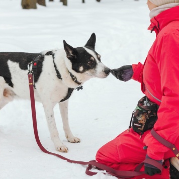 Собаки в добрые руки - Макс - 4