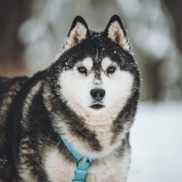 Собаки в добрые руки - Канзи