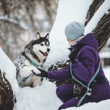 Собаки в добрые руки - Канзи - 1