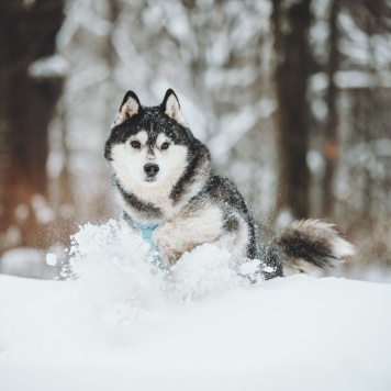 Собаки в добрые руки - Канзи - 2
