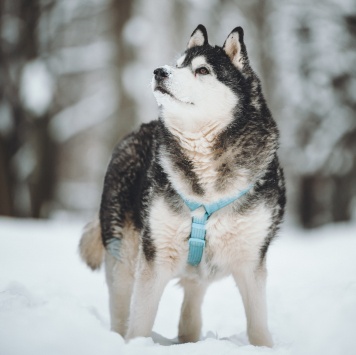 Собаки в добрые руки - Канзи - 4