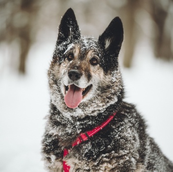 Собаки в добрые руки - Крис