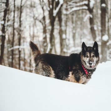 Собаки в добрые руки - Крис - 1