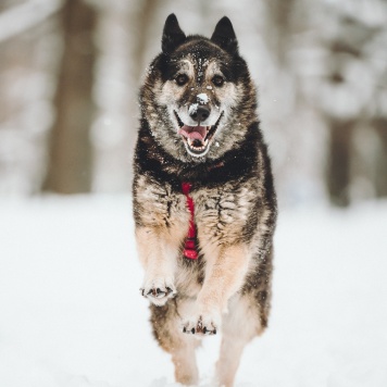 Собаки в добрые руки - Крис - 3