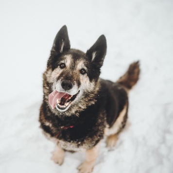 Собаки в добрые руки - Крис - 4
