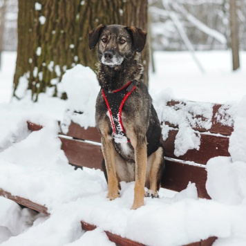 Собаки в добрые руки - Анита