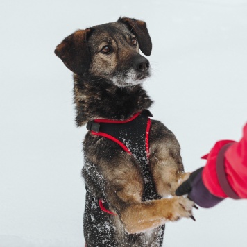 Собаки в добрые руки - Анита - 1