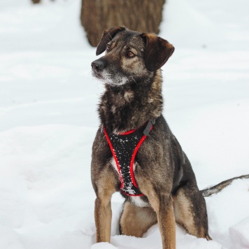 Собаки в добрые руки - Анита - 4