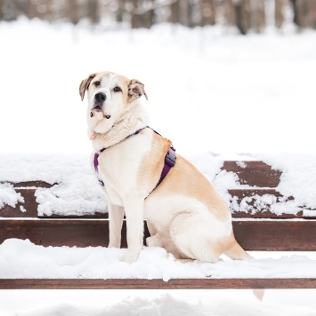 Собаки в добрые руки - Брут - 1