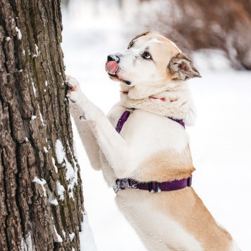 Собаки в добрые руки - Брут - 3