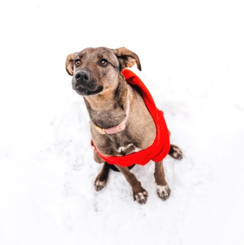 Собаки в добрые руки - Стася