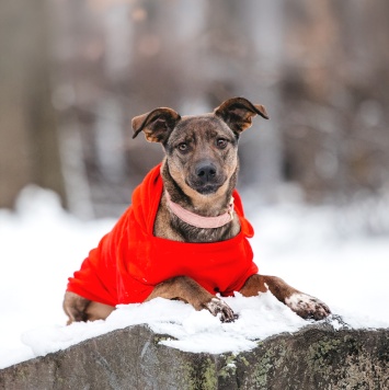 Собаки в добрые руки - Стася - 1