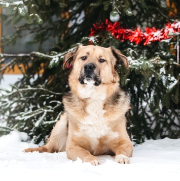 Собаки в добрые руки - Дынечка