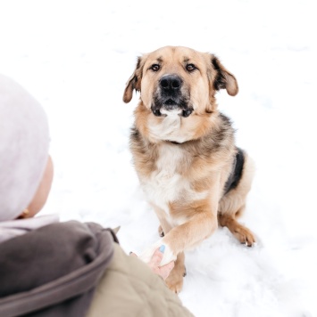 Собаки в добрые руки - Дынечка - 2