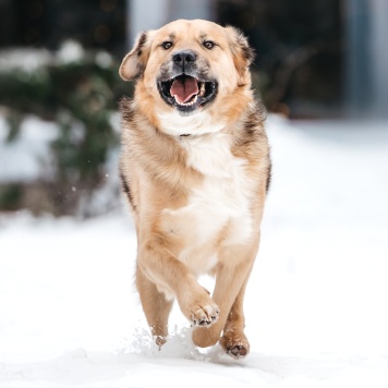 Собаки в добрые руки - Дынечка - 3