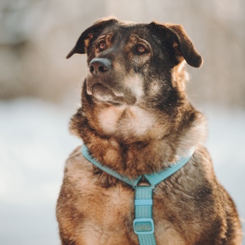 Собаки в добрые руки - Марик