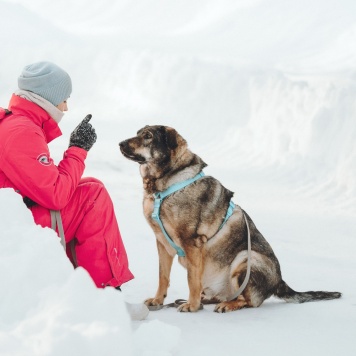 Собаки в добрые руки - Марик - 1