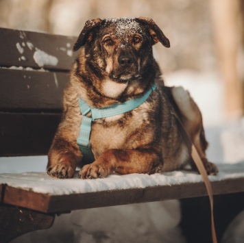 Собаки в добрые руки - Марик - 2