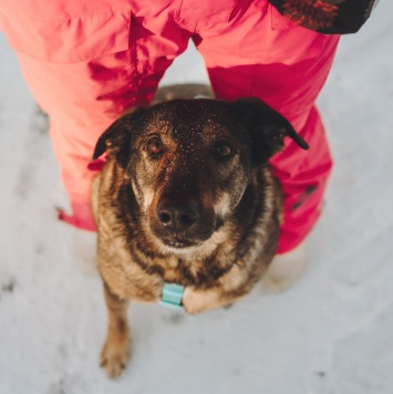 Собаки в добрые руки - Марик - 4