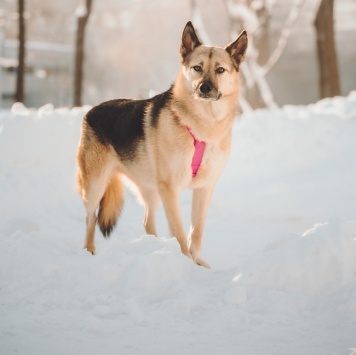 Собаки в добрые руки - Пеппи