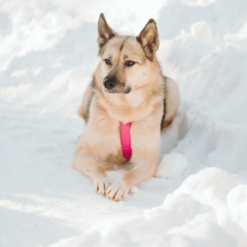 Собаки в добрые руки - Пеппи - 1