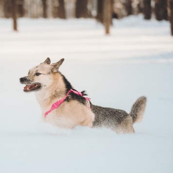 Собаки в добрые руки - Пеппи - 3
