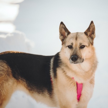 Собаки в добрые руки - Пеппи - 4