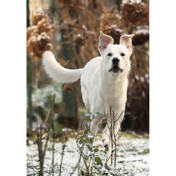 Собаки в добрые руки - Диего