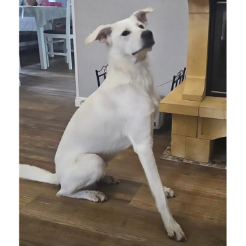 Собаки в добрые руки - Диего - 1