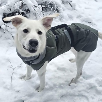 Собаки в добрые руки - Диего - 2