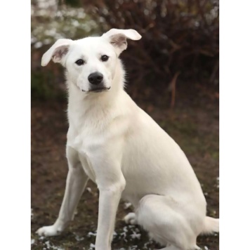 Собаки в добрые руки - Диего - 3