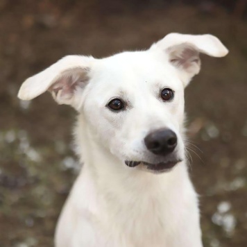 Собаки в добрые руки - Диего - 4