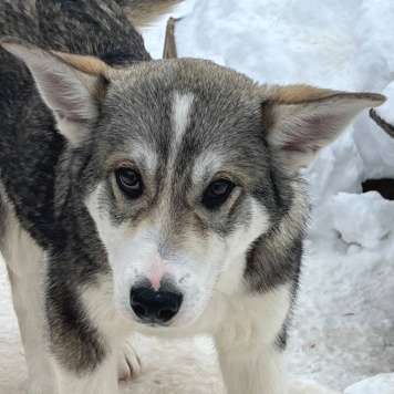 Сэм - Собаки в добрые руки