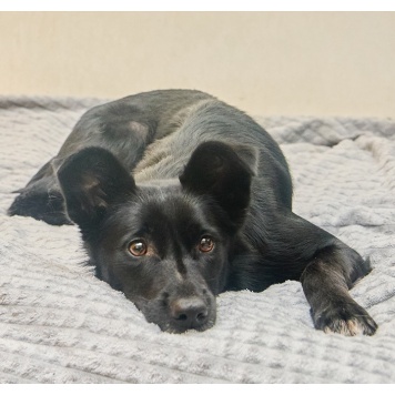 Собаки в добрые руки - Ночка