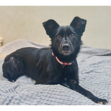 Собаки в добрые руки - Ночка - 1