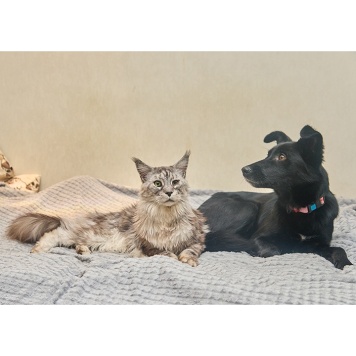 Собаки в добрые руки - Ночка - 2